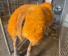 2 serious show ram lambs