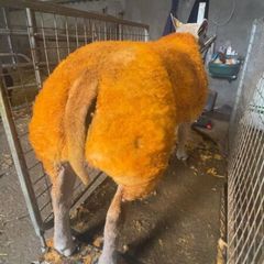 2 serious show ram lambs