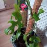 Large Monstera Minima with Pot Image 4