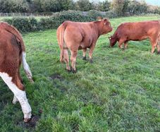 Breeding heifers