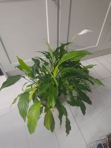 Peace Lily