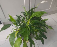 Peace Lily