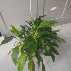 Peace Lily