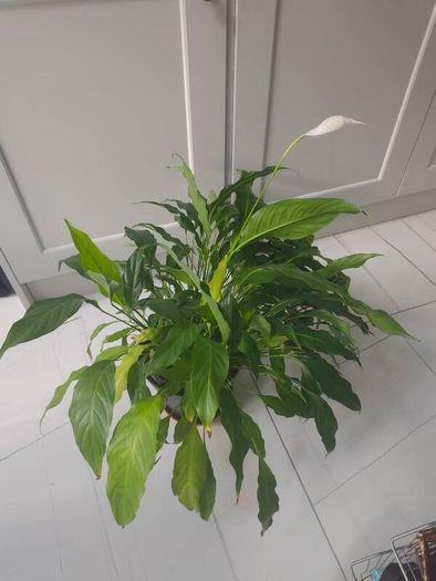 Peace Lily