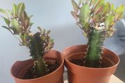 African Milk Tree / Euphorbia Plant