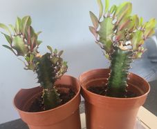 African Milk Tree / Euphorbia Plant