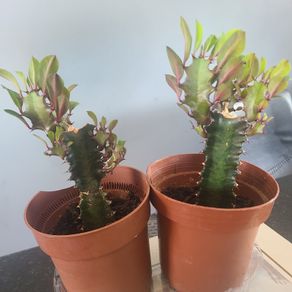 African Milk Tree / Euphorbia Plant