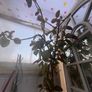 plants Image 4