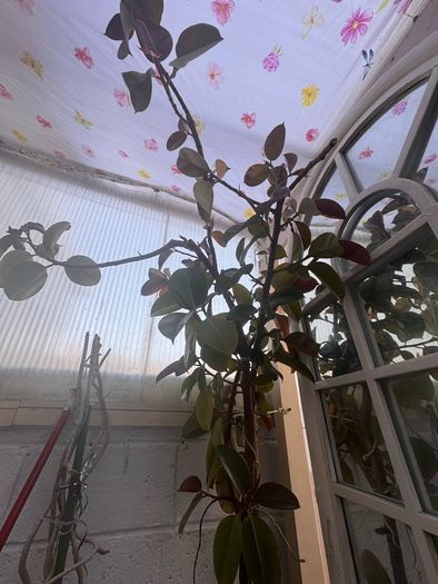 plants