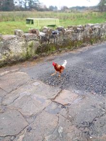 rooster