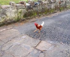 rooster