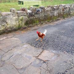 rooster