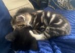 kittens for adoption