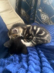 kittens for adoption
