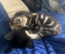 kittens for adoption