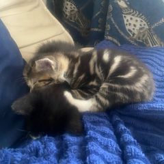 kittens for adoption