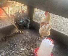 Chickens