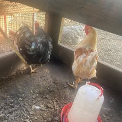 Chickens