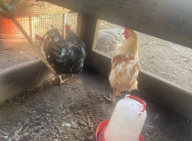 Chickens