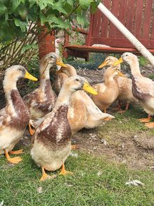 Saxony Ducks
