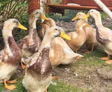 Saxony Ducks