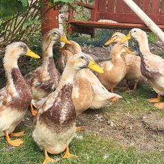 Saxony Ducks