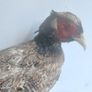 Taxidermy Common Cock Pheasant Image 3