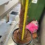 trachycarpus fortunei - Palm Tree Image 4