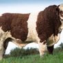 2 Serious Quality Simmental Bulls For Sale Image 6