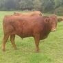 Organic Cattle Image 4