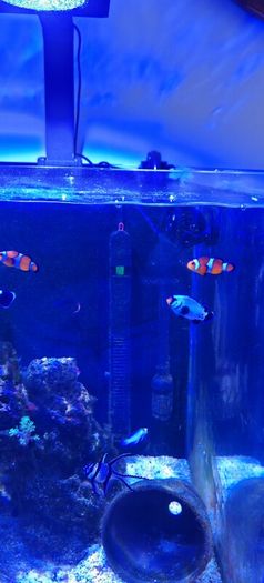 marine livestock