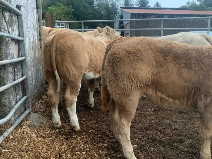 20 super u nd e grade heifers
