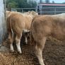 20 super u nd e grade heifers Image 5