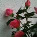 love orchid
