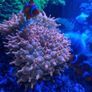 speckled rose bubble tip anemone Image 5