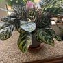 Peacock House Plant Image 4