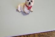 West highland terrier ornament