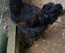 Poultry
