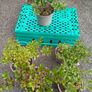 Clearance Price! Top Quality Azaleas Image 2