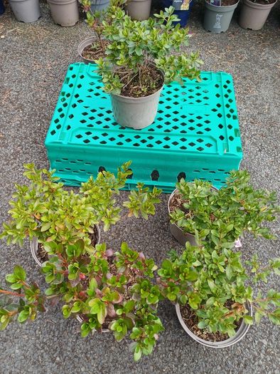 Clearance Price! Top Quality Azaleas