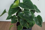 Anthurium plant