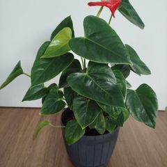Anthurium plant