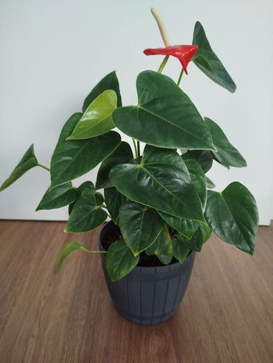 Anthurium plant