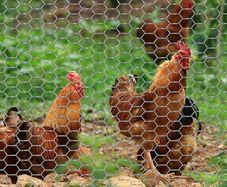 Chicken Wire Mesh Roll, Galvanized Hexagonal Wire Mesh Fencing, Wire Poultry Netting, 1m x 50m, Hole Size: 25mm, Silver