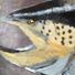 Ladyfish
