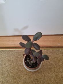 Cute mini bonsai jade tree