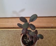 Cute mini bonsai jade tree