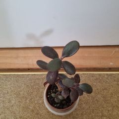 Cute mini bonsai jade tree