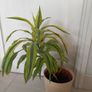Lemon Lime Dracaena indoor plant with ceramic pot Image 2