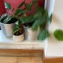 plants Image 4